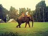 FBM_Elephant-300x225